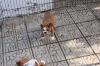 Puppies for sale Germany, Berlin English Bulldog