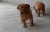 Puppies for sale Ireland, Cork Bordeaux Dog