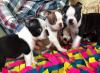 Puppies for sale France, Lion Boston Terrier