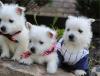 Puppies for sale Greece, Athens West Highland White Terrier