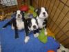 Puppies for sale Germany, Chemnitz Boston Terrier