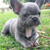 Dogs free Hungary, Budapest, Bourget Paris French Bulldog