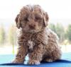 Puppies for sale Ukraine, Kirovograd , Cockapoo