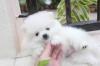 Puppies for sale Germany, Nuremberg Pomeranian Spitz