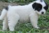 Puppies for sale Greece, Athens Other breed, Great Pyrenees