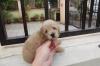Puppies for sale Ireland, Dublin Toy-poodle