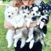 Puppies for sale Canada, British Columbia, Victoria Haski