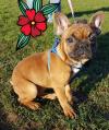 Puppies for sale Sweden, Norcheping French Bulldog