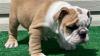 Puppies for sale Germany, Dresden English Bulldog