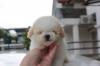 Puppies for sale Hungary, Budapest Toy-poodle