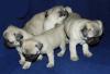 Puppies for sale Netherlands, Amsterdam Pug