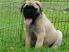 Puppies for sale Germany, Dresden Bullmastiff