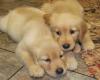 Puppies for sale Sweden, Stockholm Golden Retriever