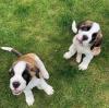 Puppies for sale Ireland, Cork Other breed