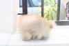 Puppies for sale Romania, Bucharest Pomeranian Spitz