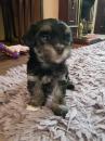 Puppies for sale Germany, Cologne Havanese