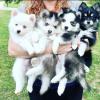 Puppies for sale USA, Rhode Island Haski