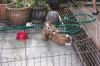 Puppies for sale Germany, Dresden English Bulldog