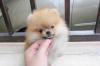Puppies for sale Ireland, Dublin Pomeranian Spitz