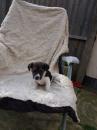 Puppies for sale Latvia, Kuldiga Jack Russell Terrier