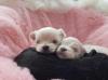 Puppies for sale Russia, Moscow Maltese
