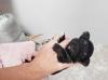 Puppies for sale Belarus, Minsk Maltese