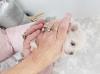 Puppies for sale United Kingdom, Liverpool Maltese