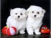 Puppies for sale Portugal, Port Maltese