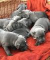 Puppies for sale Germany, Aihvald Staffordshire Bull Terrier