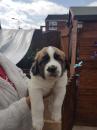 Puppies for sale Germany, Chemnitz Other breed, Saint Bernard Puppies