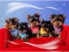 Puppies for sale Poland, Gdynia Yorkshire Terrier