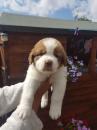 Puppies for sale Hungary, Miskolc Other breed, Saint Bernard Puppies