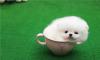 Puppies for sale Cyprus, Limassol Pomeranian Spitz