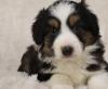 Puppies for sale Finland, Helsinki Australian Shepherd