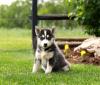 Puppies for sale Germany, Dortmund , pomsky