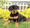 Puppies for sale Germany, Braunschweig Rottweiler