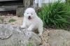 Puppies for sale Netherlands, Dordrecht Samoyed dog (Samoyed)