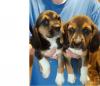 Puppies for sale Finland, Tampere Beagle