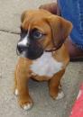 Puppies for sale Germany, Baden-Baden Boxer