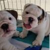 Puppies for sale United Kingdom, Southport English Bulldog