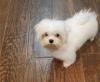 Puppies for sale Finland, Kuopio Maltese