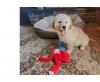 Puppies for sale Finland, Turks Golden Retriever