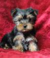 Puppies for sale Lithuania, Birstonas Yorkshire Terrier