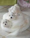 Puppies for sale Malta, Valletta Maltese