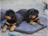 Puppies for sale Spain, Bilbao Rottweiler