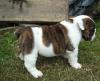 Puppies for sale Poland, Opole English Bulldog