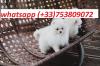 Puppies for sale France, Montpellier Pomeranian Spitz