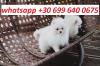 Puppies for sale Cyprus, Paphos Pomeranian Spitz