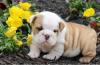 Puppies for sale Cyprus, Ayia Napa English Bulldog