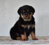 Puppies for sale Cyprus, Nicosia Rottweiler